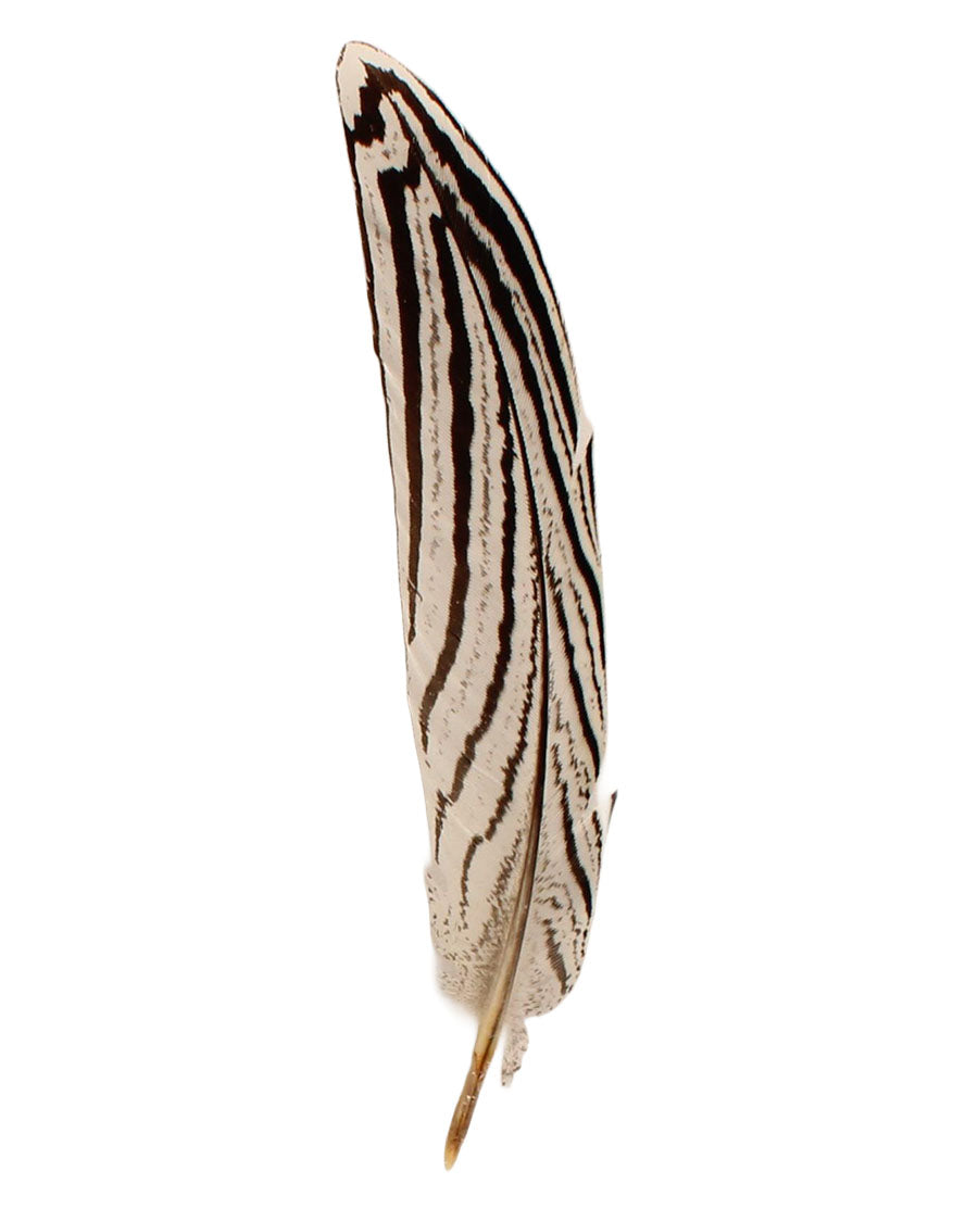 Hat Trim Feather - 02864