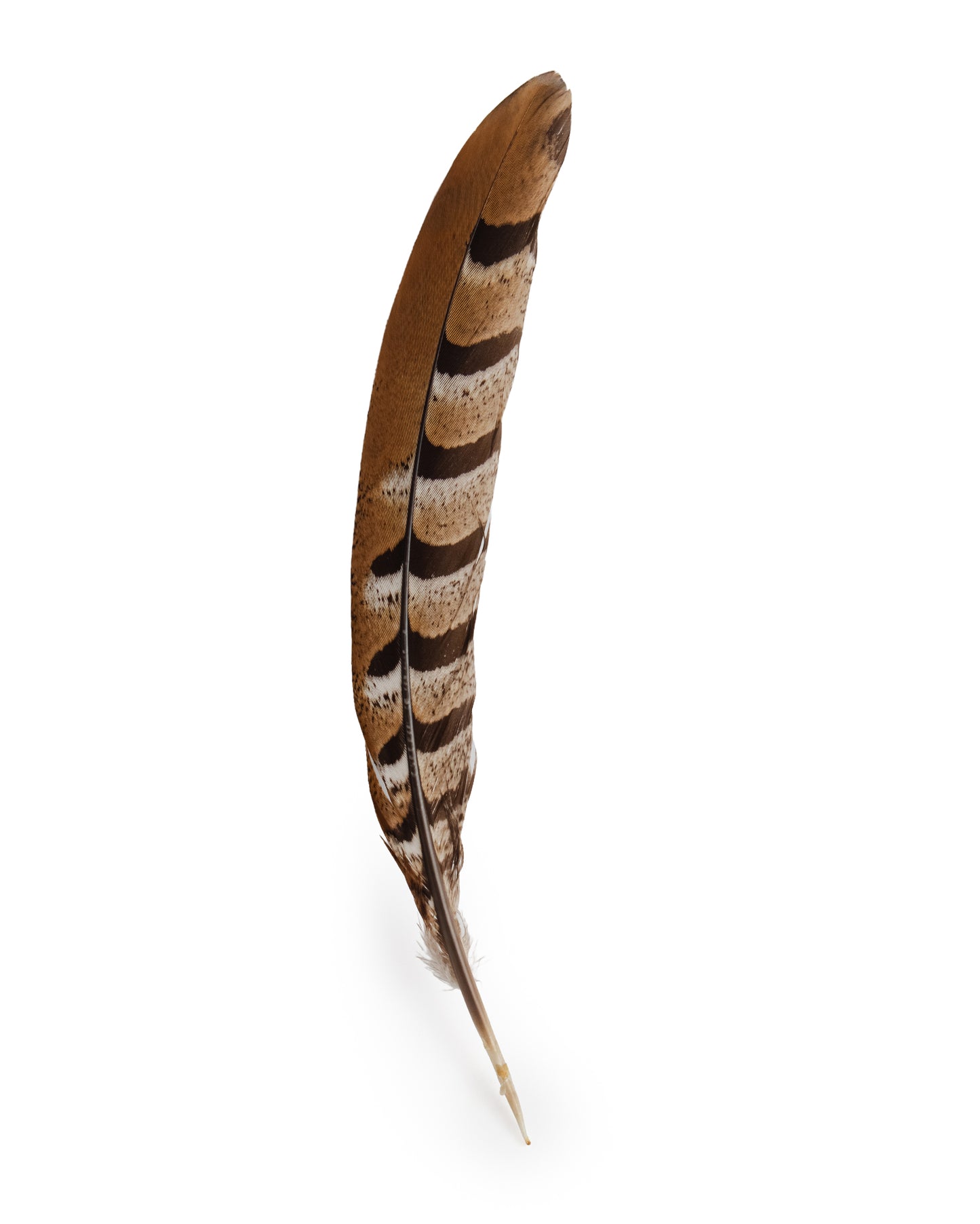 Hat Trim Feather - 02866-1