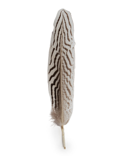 Hat Trim Feather - 02864-1